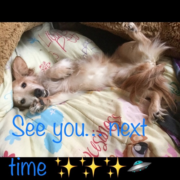 Meet, Robin 🦁 & Crash O’Malley “the alley pup” - Picture 4 of 6